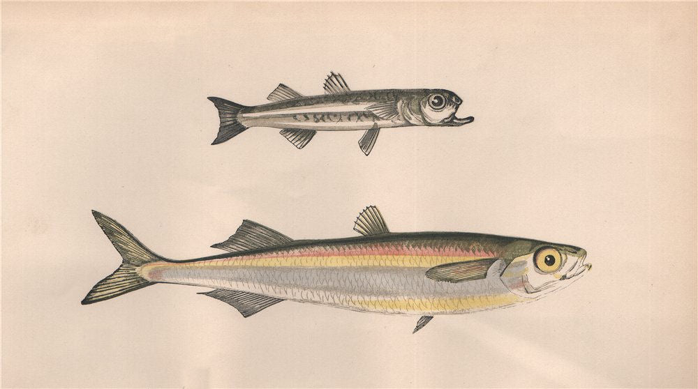 MEDITERRANEAN SAND SMELT. Atherina Hepsetus, Siouclet, Guid. COUCH. Fish 1862